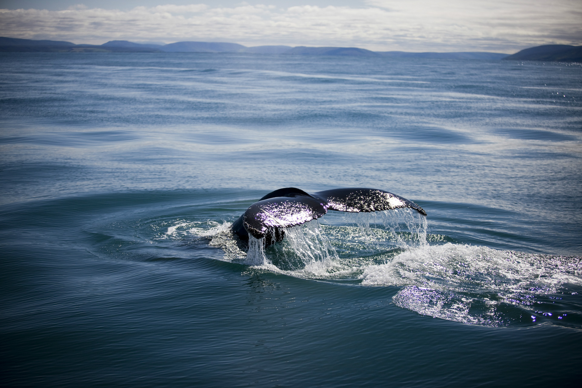 AVANTGAND - Lieven Dirckx
